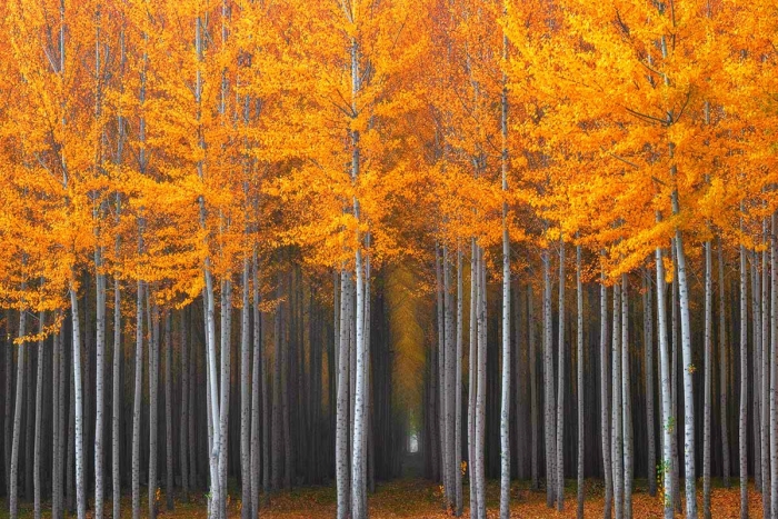 A thick grove of poplar trees in northern Oregon