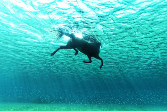 horse swimming in the ocean