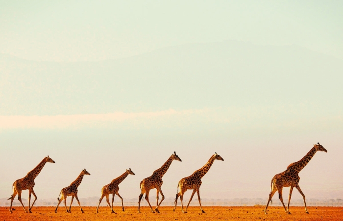 beautiful giraffe family the most beautiful giraffes in the  world